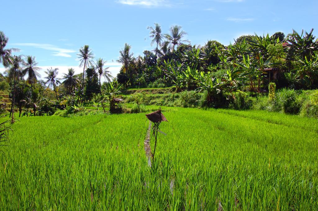 Indo Rumah Zengarden Pabean Buleleng Εξωτερικό φωτογραφία